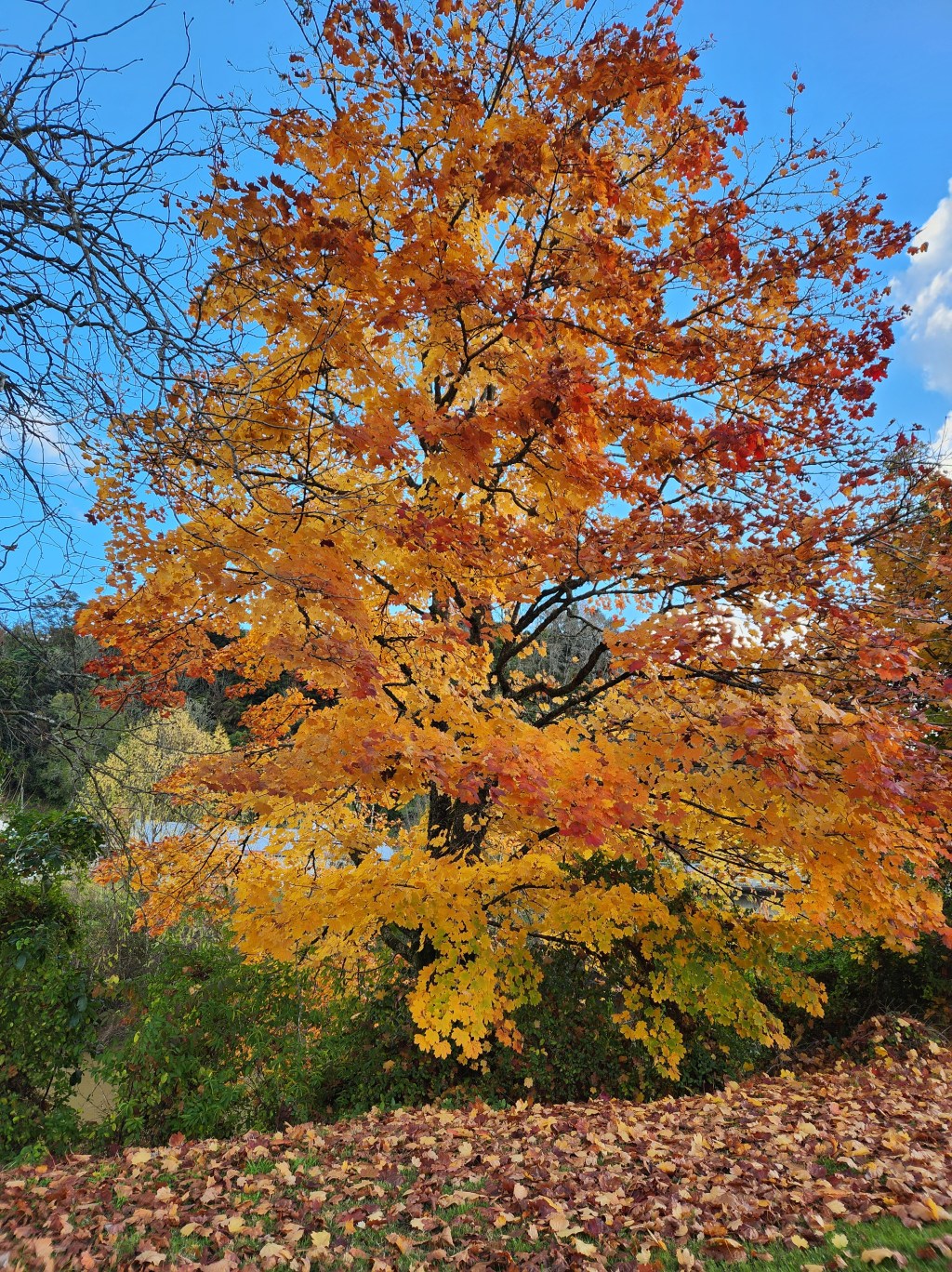 bit of courage,&nbsp;(tiny)